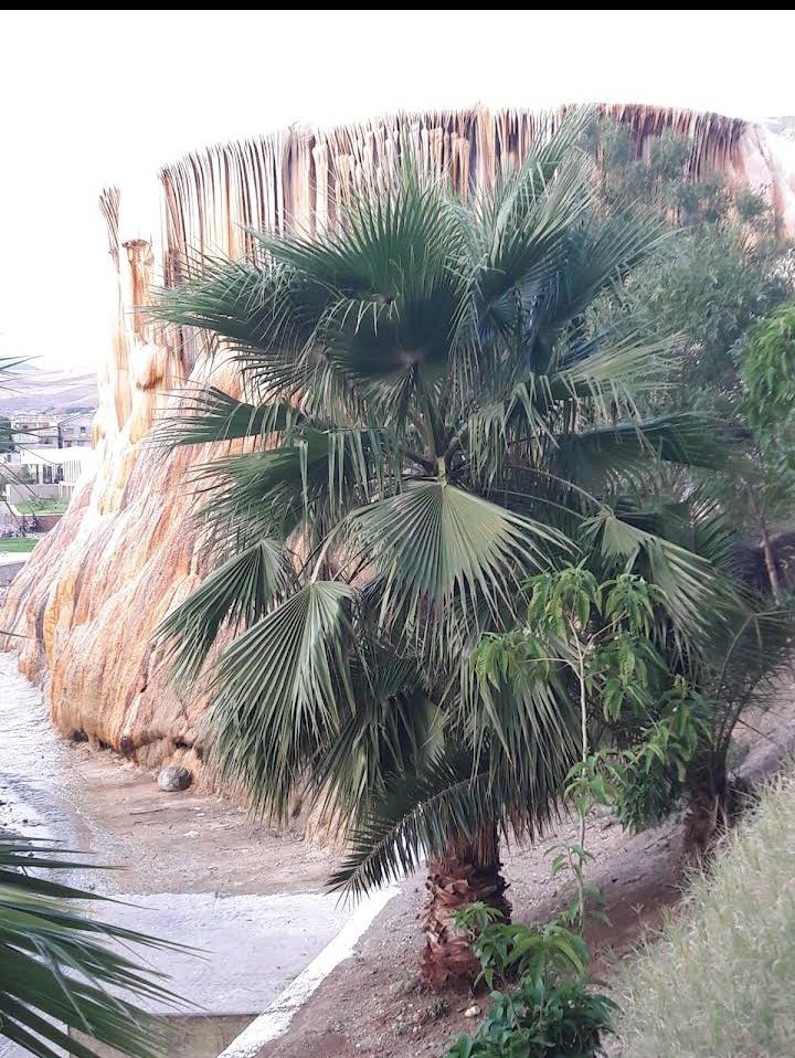 Hammam Debagh Area_Guelma_4.jpg
